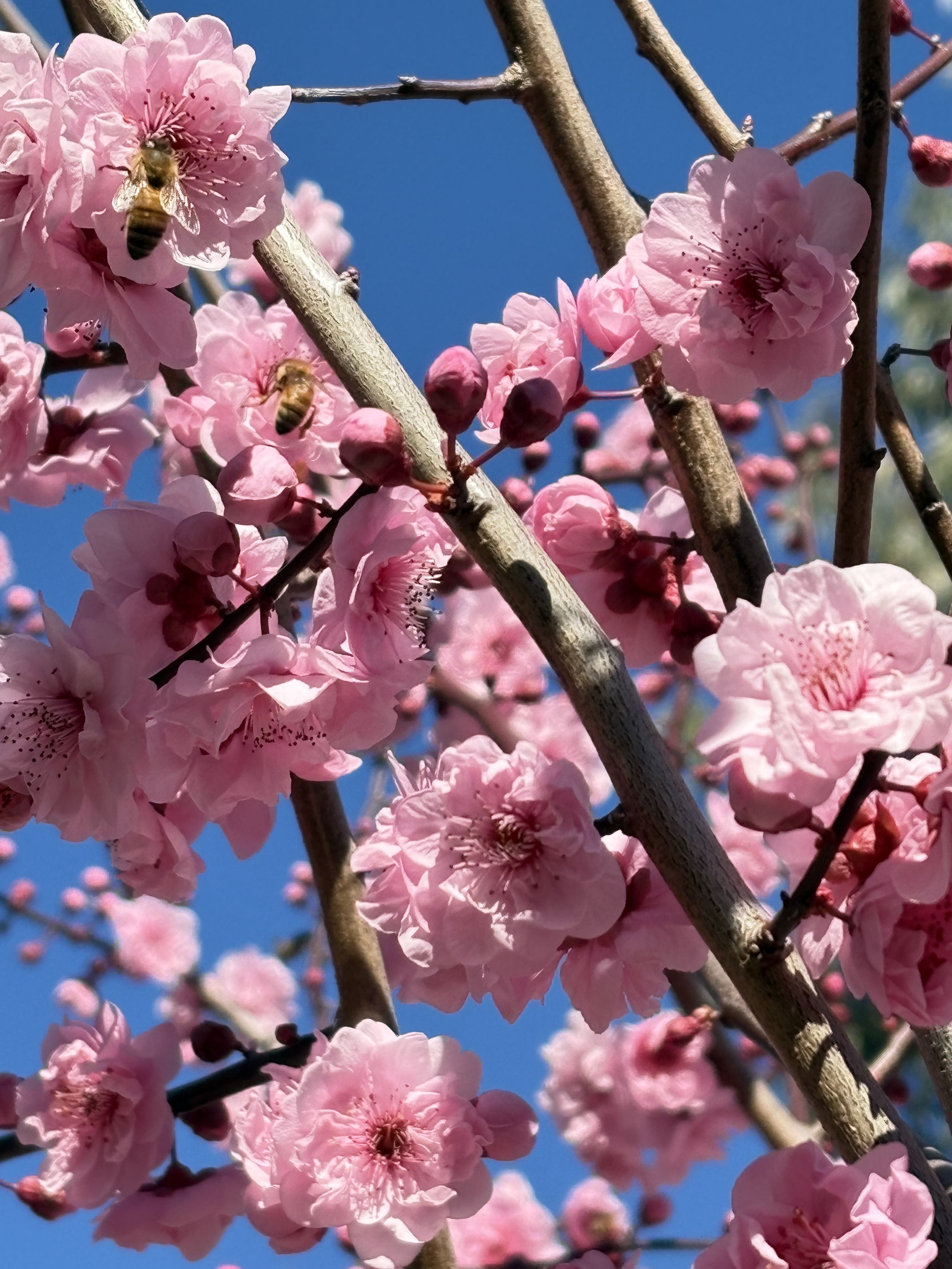 🌸🎷♪🦜🐨春がやってきた！ムービーでお届けしています🐨🦜🐝♪🌸