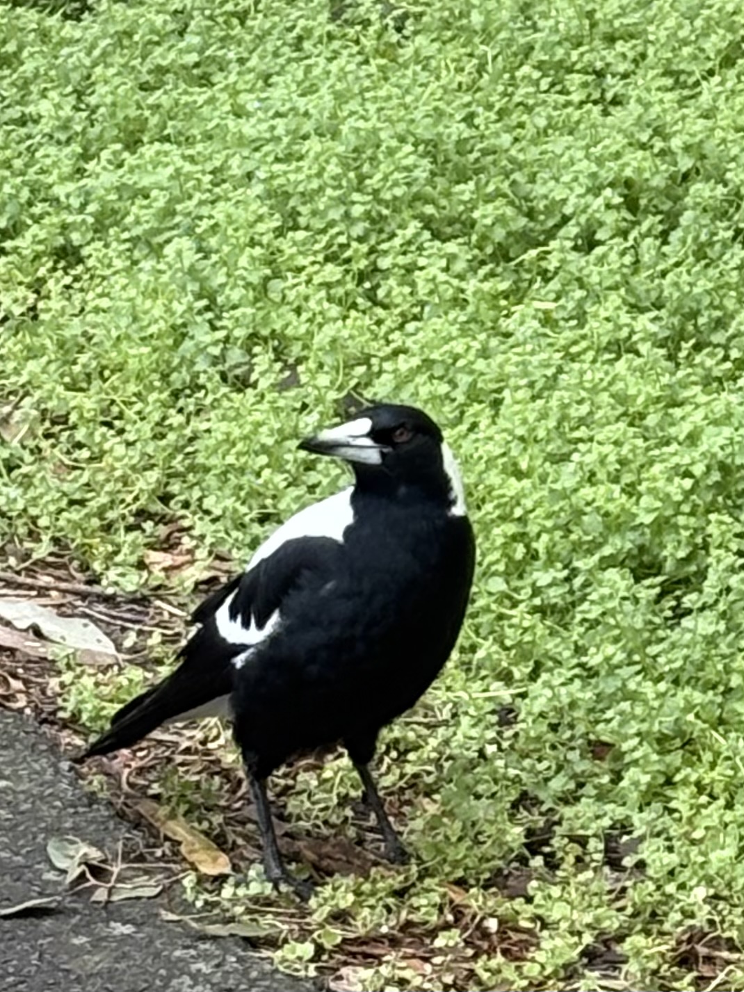 誇り高き鳥、マグパイ🐨🌟