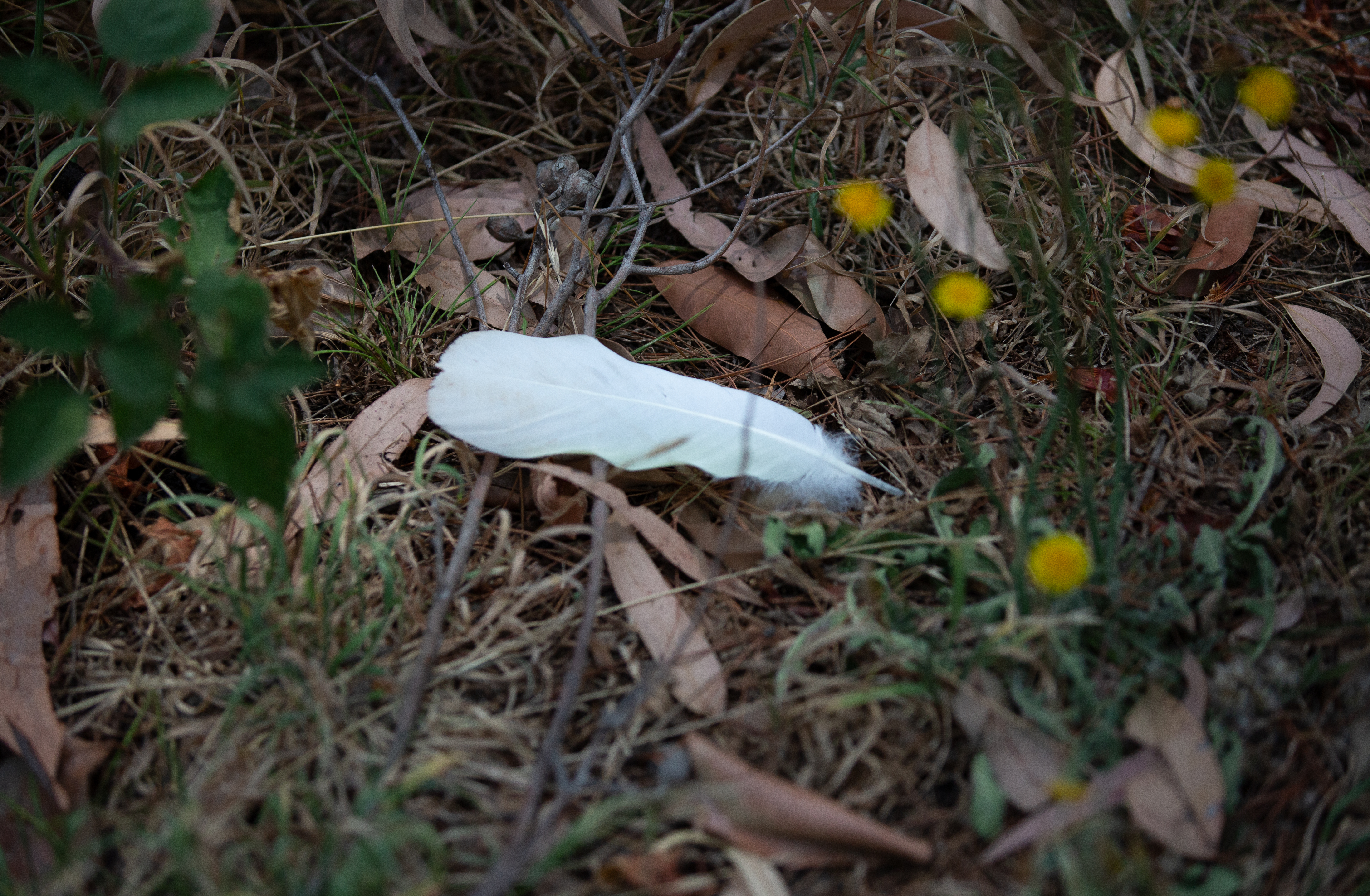 散歩は自然と繋がれる大事なアクティビティ🌳🦜