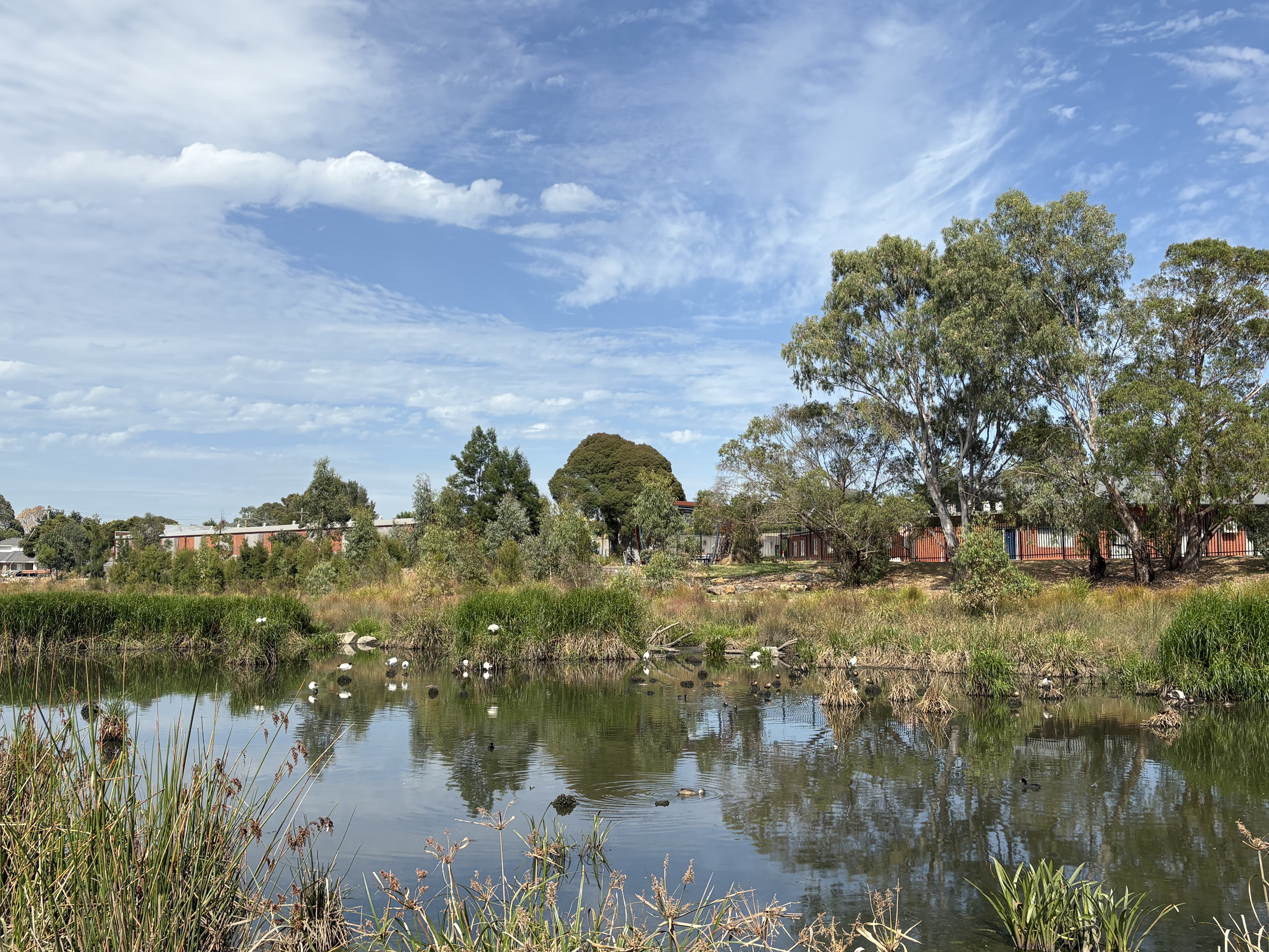 市内では全豪オープン 世界NO.1を決める戦いが。。。🐨🎾
