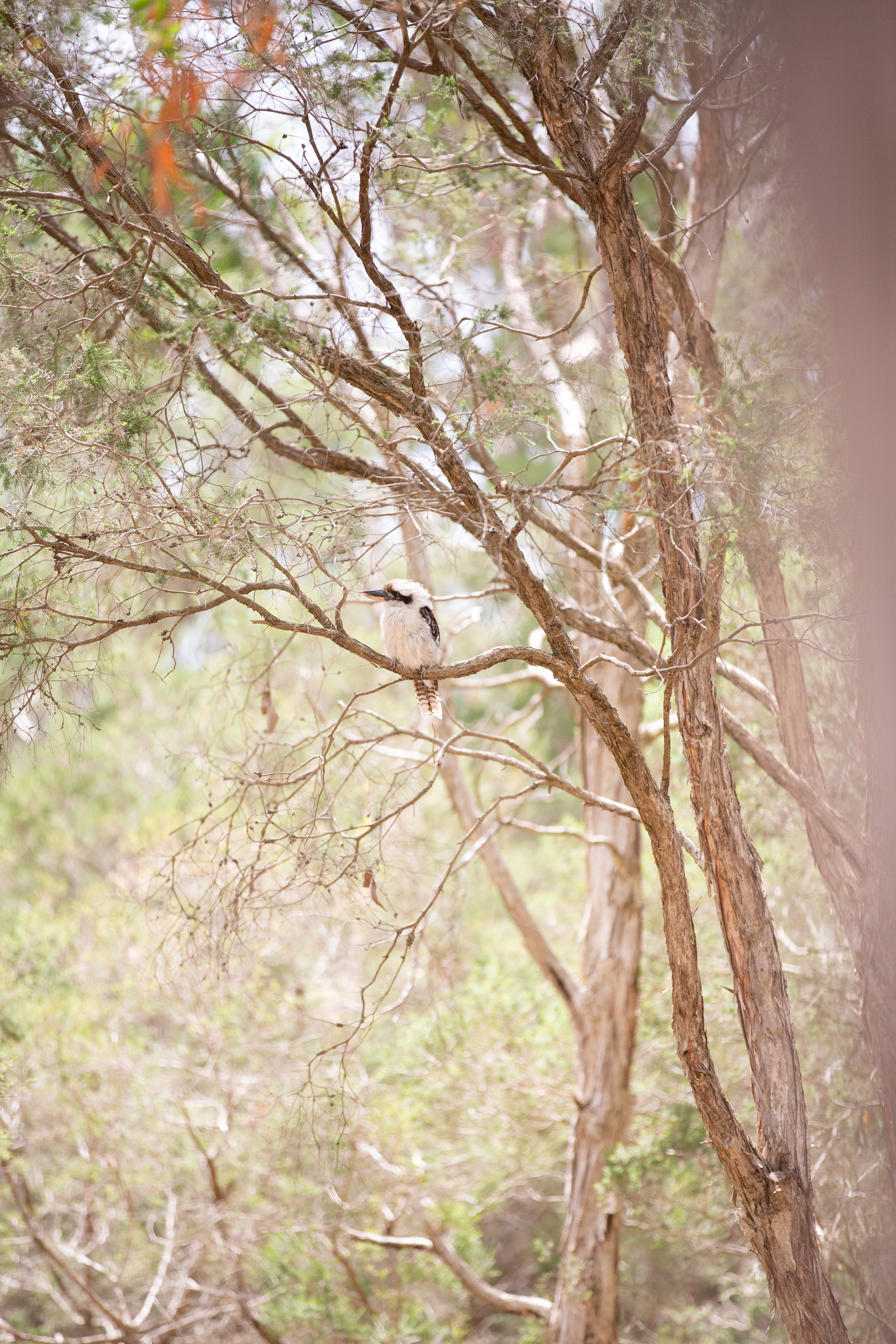 ククバルと会える場所🦜🌳
