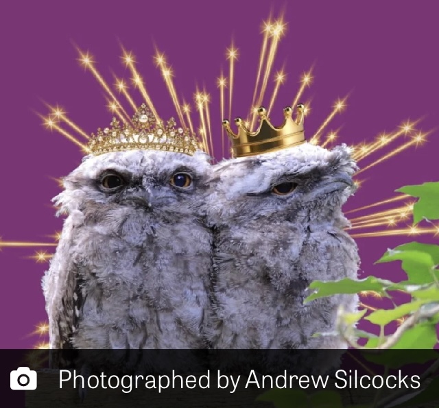 ✨🦉「オーストラリアガマグチヨタカ」はオーストラリアでも大変人気-その①-🦉✨