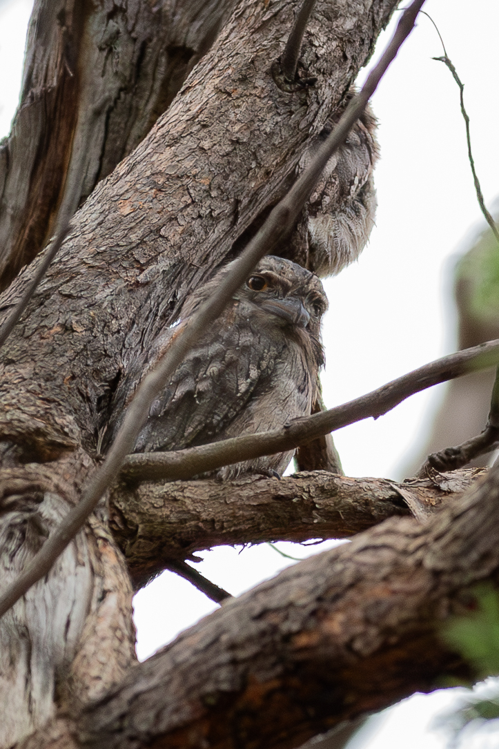 「オーストラリアガマグチヨタカ」はオーストラリアでも大人気! -その②-