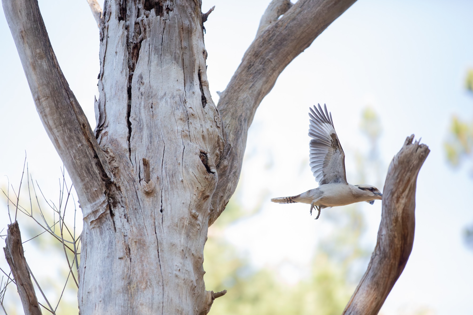 続くククバルツリーの物語🌳🦜